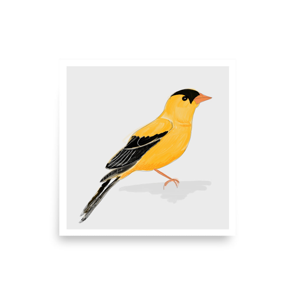Gold Finch North American Bird Painting Art Print- by Stephanie Rowan - Lake and River Studio