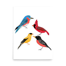Load image into Gallery viewer, North American Birds of Minnesota Art Print, Robin, Finch, Cardinal, Bluebird- by Stephanie Rowan - Lake and River Studio
